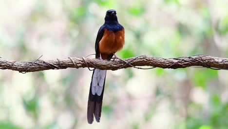 White-rumped-Shama-Perched-on-a-Vine-with-Forest-Bokeh-Background,-Copsychus-malabaricus,-in-Slow-Motion