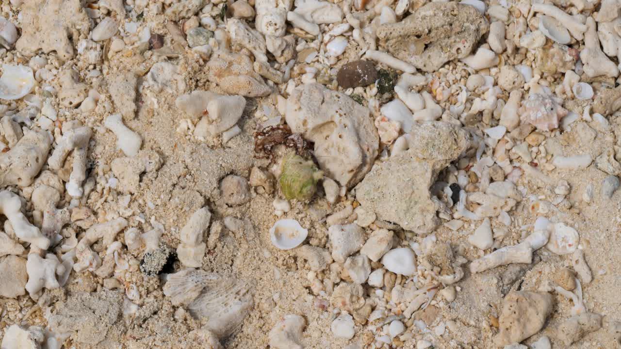 Mystery Island Vanuatu, Shellfish on the beach.