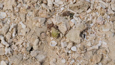 mystery island vanuatu, shellfish on the beach.
