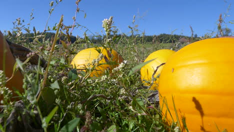 Schwenkaufnahme-Eines-Großen-Orangefarbenen-Kürbisbeetes,-Das-An-Einem-Sonnigen-Tag-Mit-Blauem-Himmel-Auf-Dem-Feld-Wächst