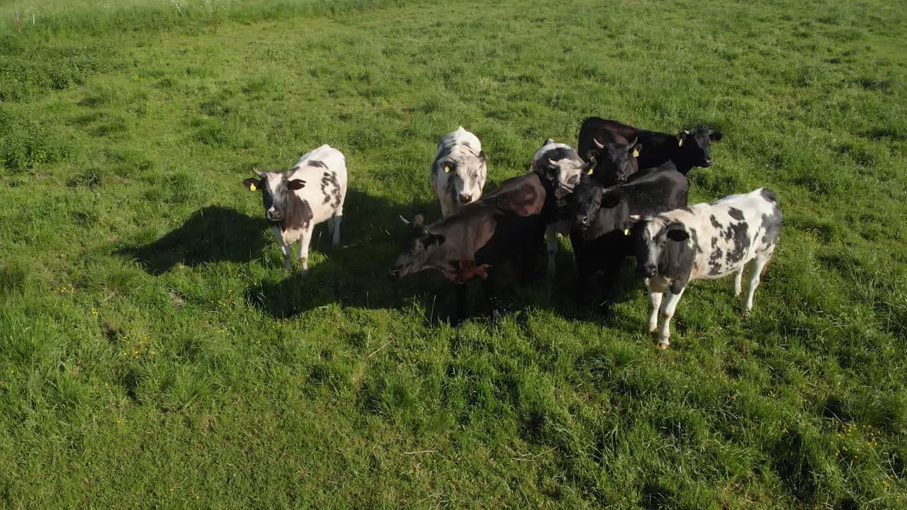 Giro aereo intorno a mucche da latte in un campo di una fattoria biologica.