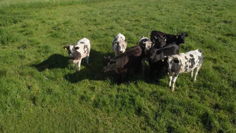 aerial circle around some dairy cows in a field of an organic farm