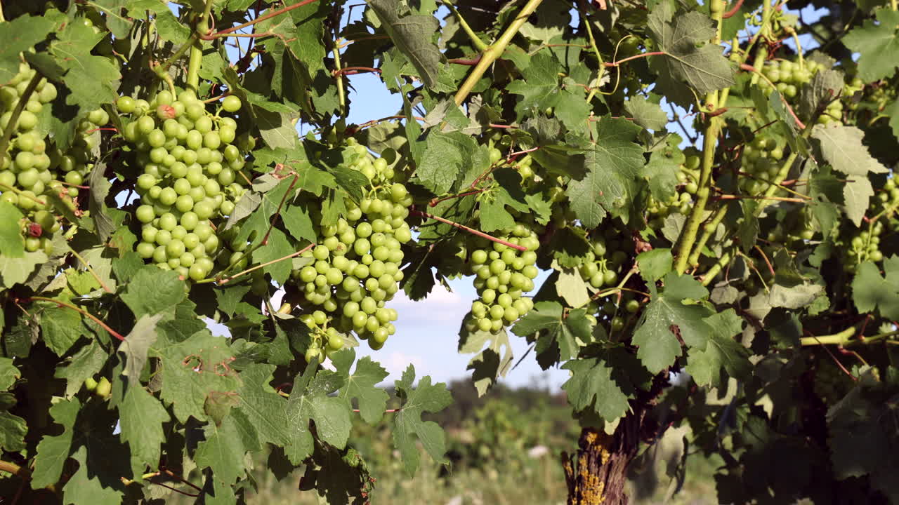 bunches of green grapes in a vineyard Monferrato Italy