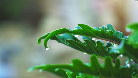 Beautifully-structured-Green-Leaves-with-rain-drops-at-the-end-,-dew-laden-leaves