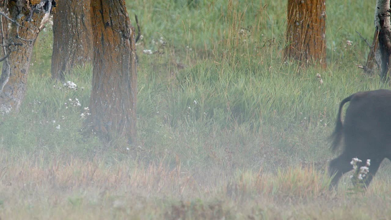 Bison mom follows her calf, walking slowly across foggy forest meadow