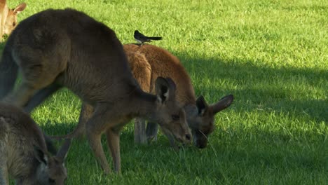 willy wagtail bird perching on back of eastern grey kangaroo feeding on grass in queensland, australia