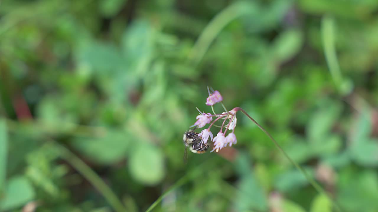 꽃 벌에서 날아오는