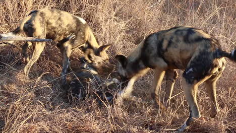 Eine-Gruppe-Afrikanischer-Wildhunde-Zeigt-Dominantes-Und-Unterwürfiges-Verhalten