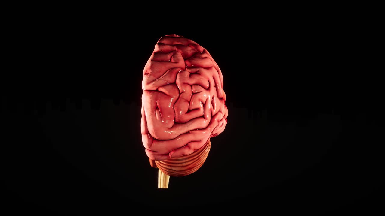 Human brain Anatomical Model 3D glossy brain on brain screen. Rotation Human Brain 3D Animation 4K video.