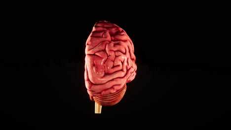 el cerebro humano modelo anatómico 3d cerebro brillante en la pantalla del cerebro. rotación cerebro humano animación 3d video 4k.