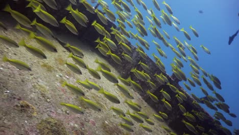 School-of-Yellow-Tail-Snapper-swimming-outside-of-a-shipwreck-at-Phuket,-Thailand