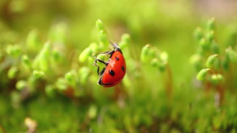 close-up wildlife of a ladybug in the green grass in the forest