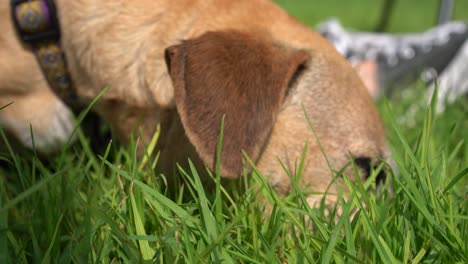 Lindo-Perrito-Jugando-En-La-Hierba