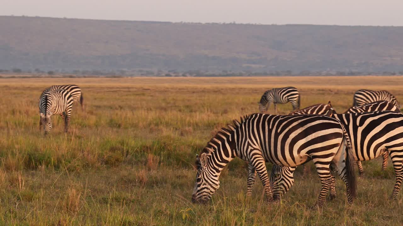 Rallentatore di una mandria di zebre che pascola nella savana, animali africani in safari naturalistico nel Masai Mara in Kenya, nel Maasai Mara, splendida luce solare dell'alba nell'ora d'oro, ripresa di inseguimento con Steadicam