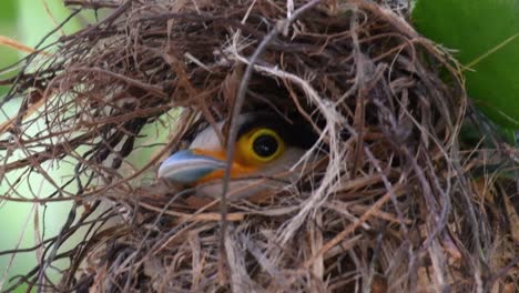 The-Silver-breasted-Broadbill-is-a-famous-bird-in-Thailand,-both-local-and-international