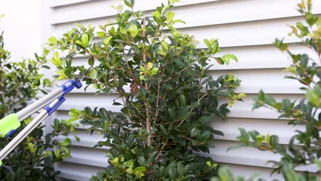 a person uses pruning shears to trim a bush against a house wall. bright daylight enhances the vibrant greenery