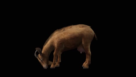 A-goat-eating-on-black-background-with-alpha-channel-included-at-the-end-of-the-video,-3D-animation,-side-view,-animated-animals,-seamless-loop-animation