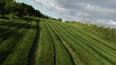 fpv aerial of tea plantations on terraces in green azores landscape