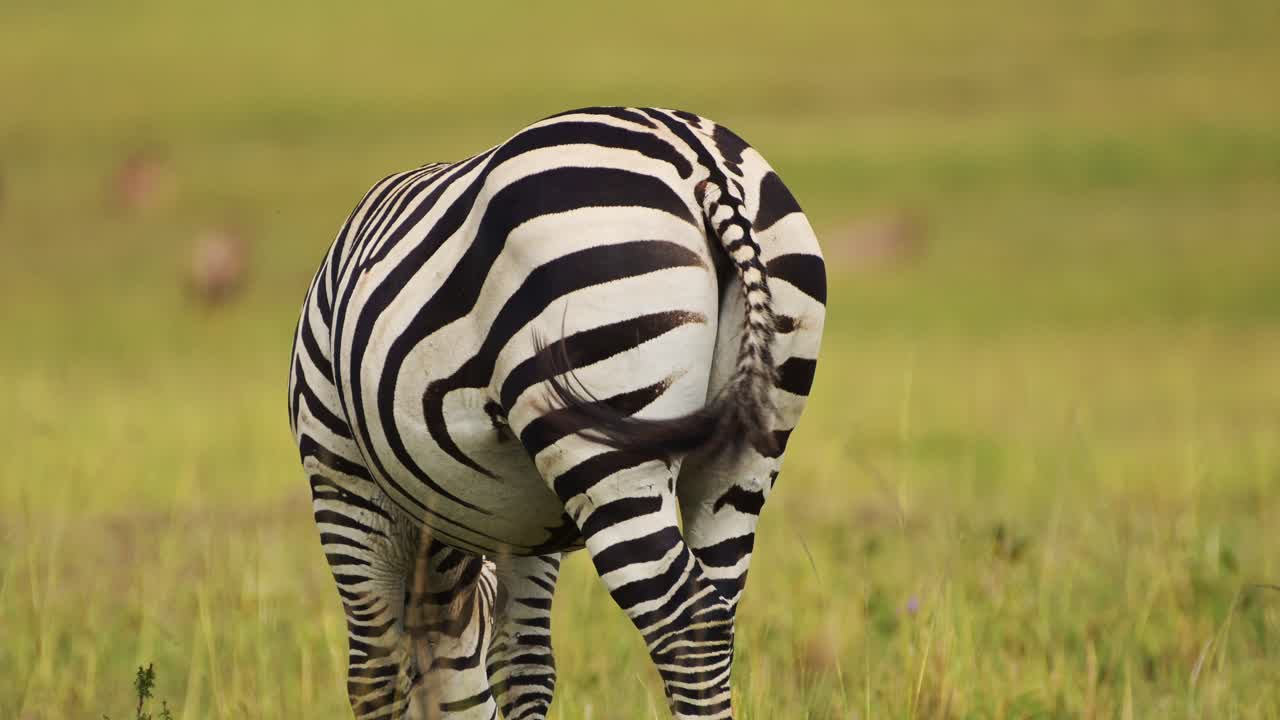 fotografía en cámara lenta de una cebra hacia atrás de cerca mostrando rayas y cola moviéndose, vida silvestre africana en la reserva nacional masai mara, kenia, áfrica animales de safari en la reserva norte de masai mara