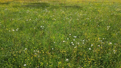 Stroll-though-wild-flowers-blooming-in-Switzerland-meadows,POV-shot