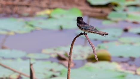 A-small-fast-moving-bird-which-is-found-almost-everywhere-in-the-world,-most-of-the-time-flying-around-to-catch-some-small-insects