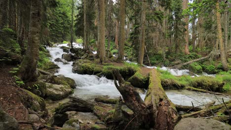 mountain river in the wood. beautiful wildlife landscape.