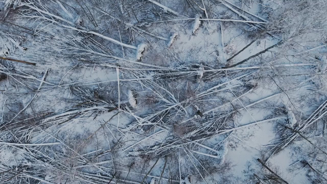 Lento movimento laterale di un drone rivela alberi caduti sotto la neve fresca in inverno.