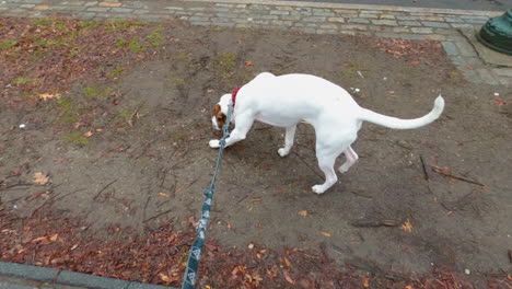 First-person-view-of-an-owner-walking-a-dog