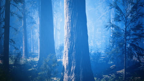 forest setting illuminated by mist with tall trees during morning light