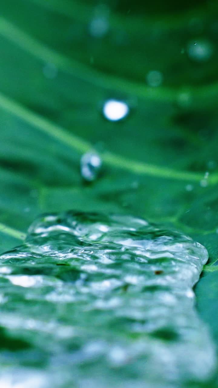 Glistening water droplets rest on a vibrant green leaf, showcasing their crystalline beauty. This moment captures nature's elegance in a tranquil garden setting during early morning light