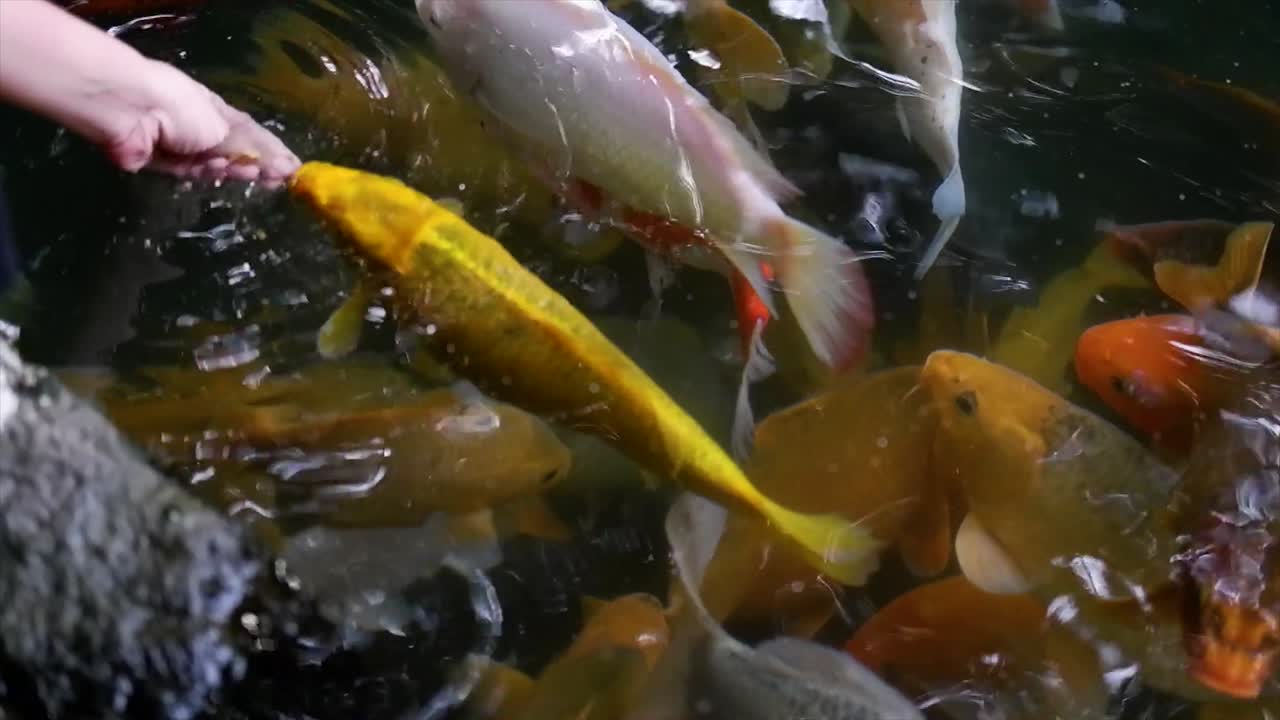 Woman's hand feeding Koi fish in a lake or fish pond with clear water