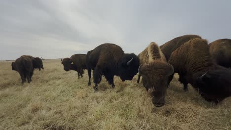 Herd-of-big-buffalos-pasturing-on-a-dry-grassland-prairie