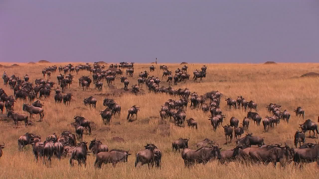 manada masiva de ñus deambulan por un área de tierra de hierba alta