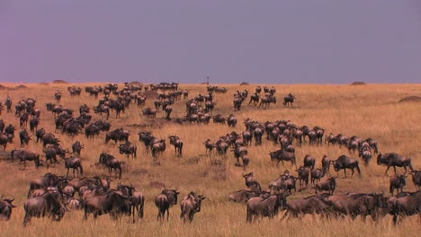 manada masiva de ñus deambulan por un área de tierra de hierba alta