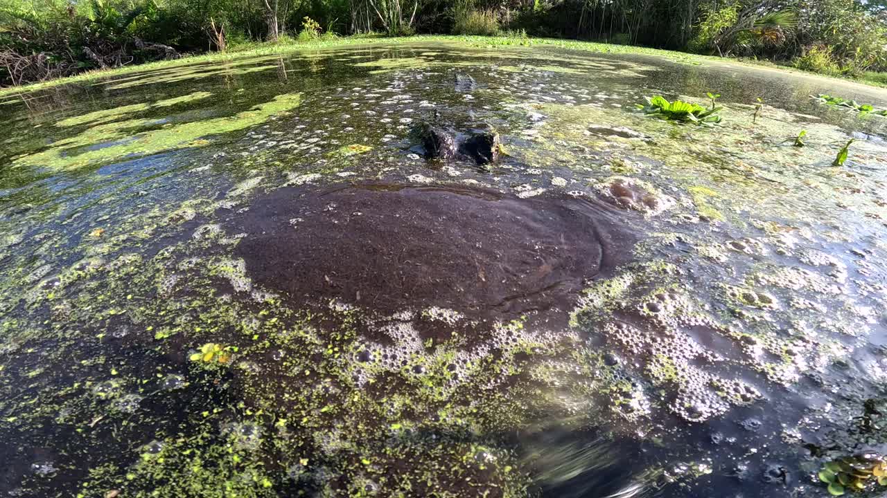 alligator rises from swamp to present its face closeup super slomo