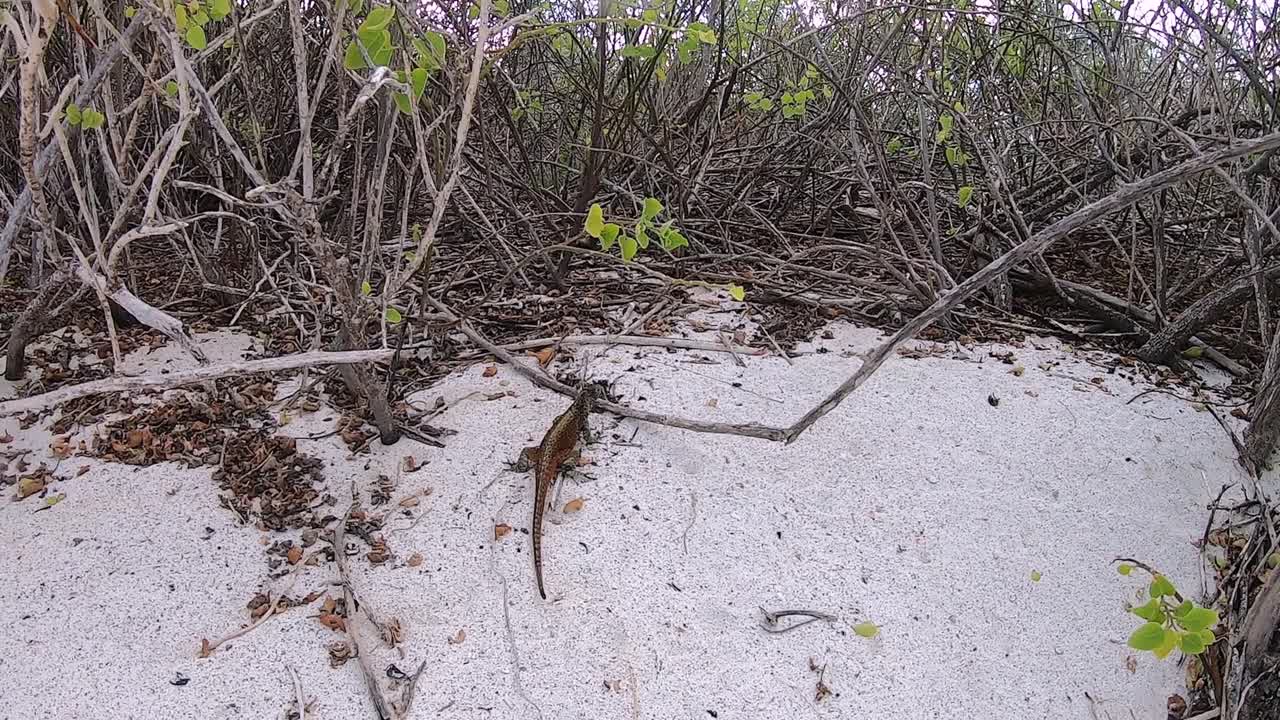 Slow motion of a small iguana in a white sand beach of the Galapagos Islands. Flora and fauna of the island, small branches and leaves.
