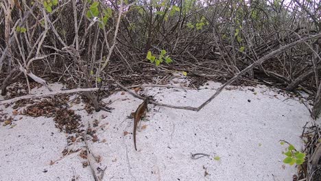 slow motion of a small iguana in a white sand beach of the galapagos islands. flora and fauna of the island, small branches and leaves.