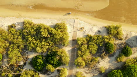 Aerial-top-down-over-Atlantic-Ocean-and-shore-beside-Pine-Tree-Plantation-in-Sunlight---El-Rompido,-Spain