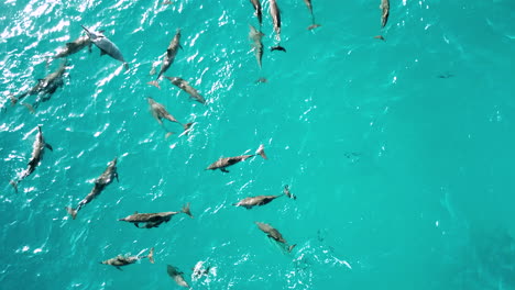 Manada-De-Delfines-Giradores-En-Un-Vibrante-Océano-Azul-Poco-Profundo,-Tiro-De-Seguimiento-Aéreo