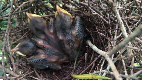 Young-chicks-resting-inside-nest