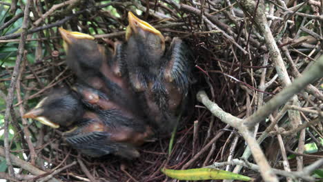 young chicks resting inside nest