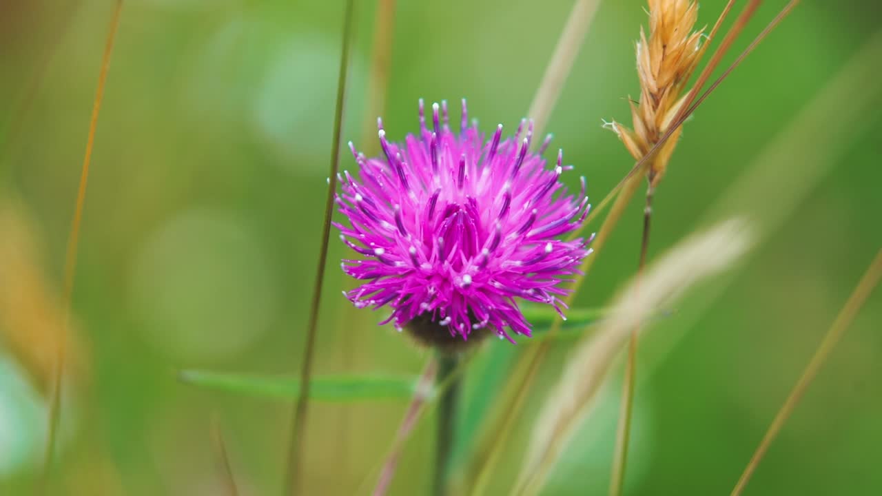 clip en cámara lenta de una mala hierba en flor meciéndose en el viento en medio de un prado de flores silvestres