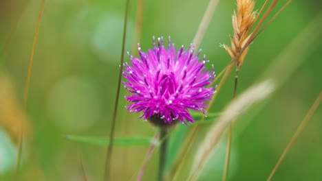 slow motion clip of a flowering knapweed swaying in the wind in the middle of a wild flower meadow