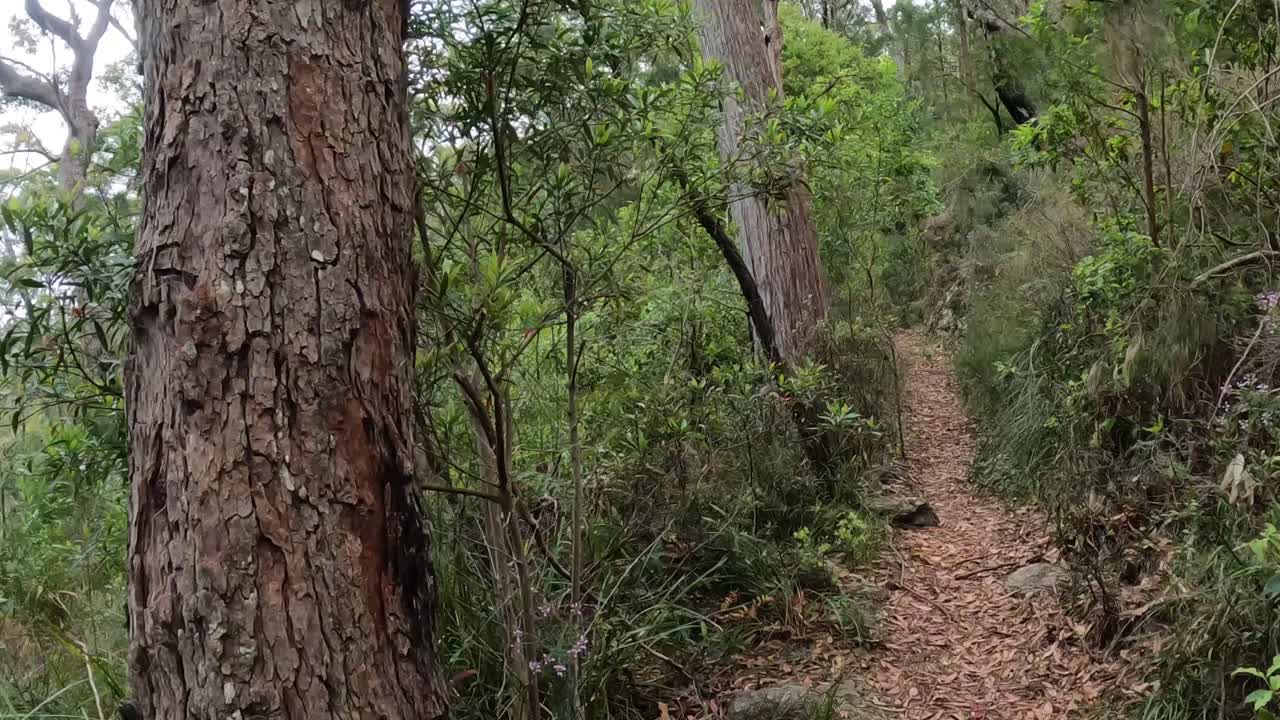 un paseo por un sendero tranquilo y boscoso