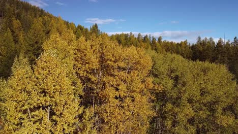 scenic autumn trees next to the lake on a sunny day, drone elevator shot