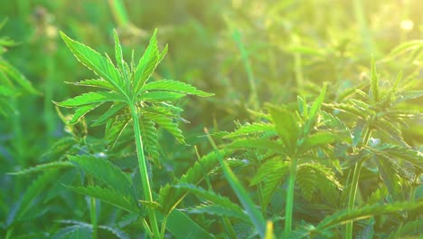 Close-up-of-beautiful-green-Cannabis-plants-grown-for-hemp-product-production