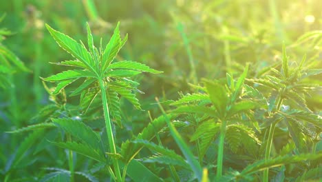 primer plano de hermosas plantas verdes de cannabis cultivadas para la producción de productos de cáñamo