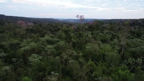 A-breathtaking-view-of-a-vibrant-jungle-adorned-with-stunning-pink-lapacho-trees-in-full-bloom,-creating-a-colorful-and-captivating-natural-spectacle