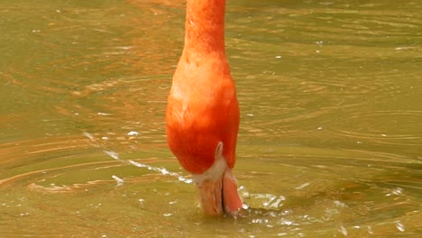 detail shot of red and pink flamingos drinking water ,