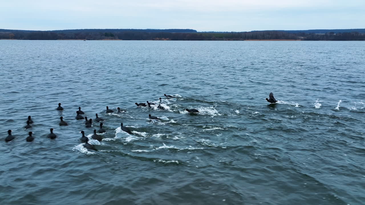 Waterfowls floating on the lake. Black ducks run away from drone. River bank with trees at the background.